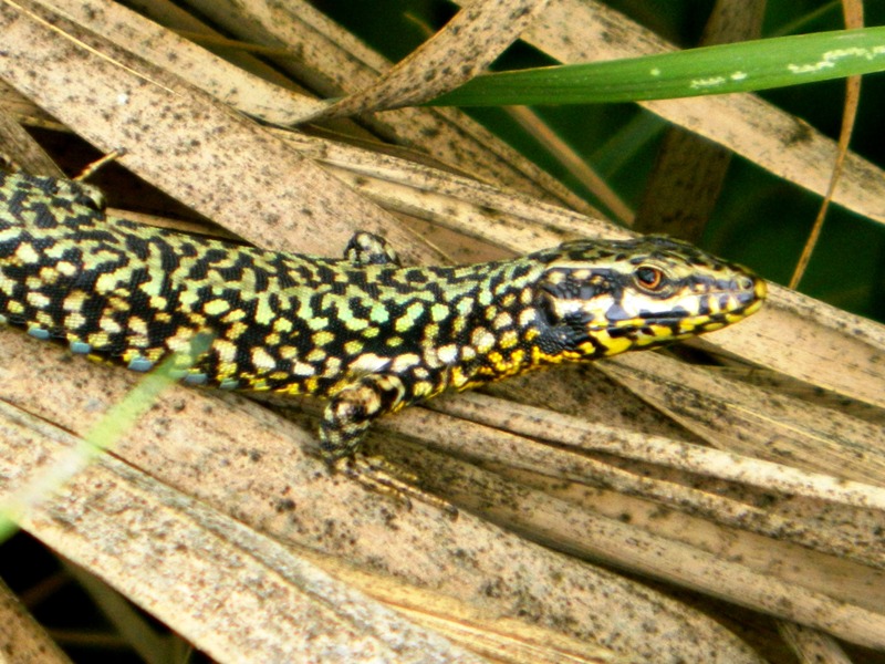 Lucertola della pianura padana